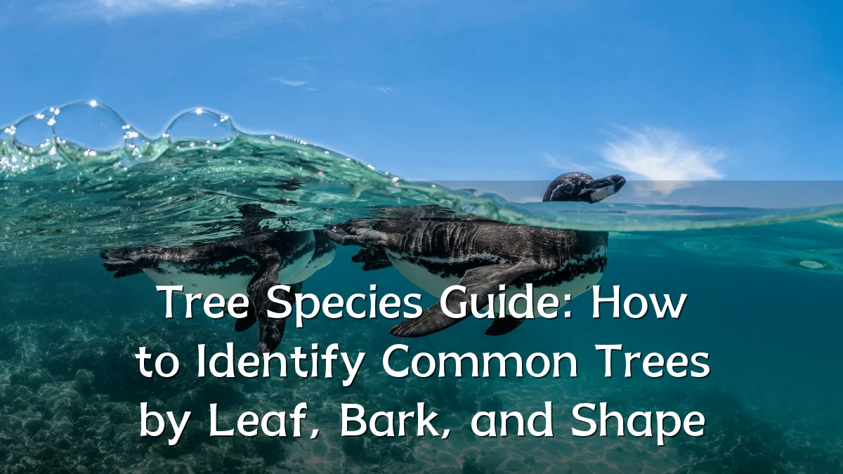 Tree Species Guide: How to Identify Common Trees by Leaf, Bark, and Shape