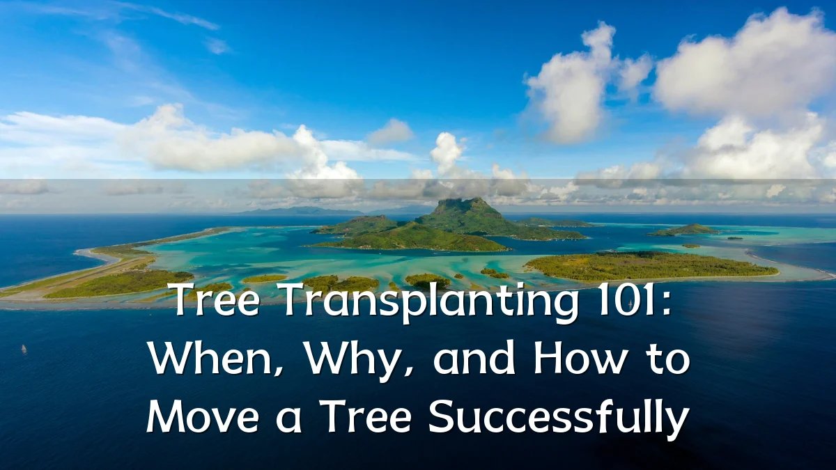 Tree Transplanting 101: When, Why, and How to Move a Tree Successfully