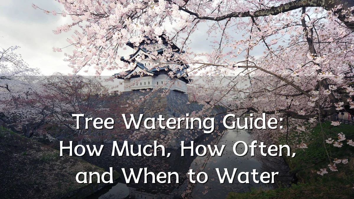 Tree Watering Guide: How Much, How Often, and When to Water
