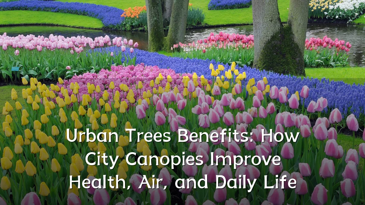 Urban Trees Benefits: How City Canopies Improve Health, Air, and Daily Life