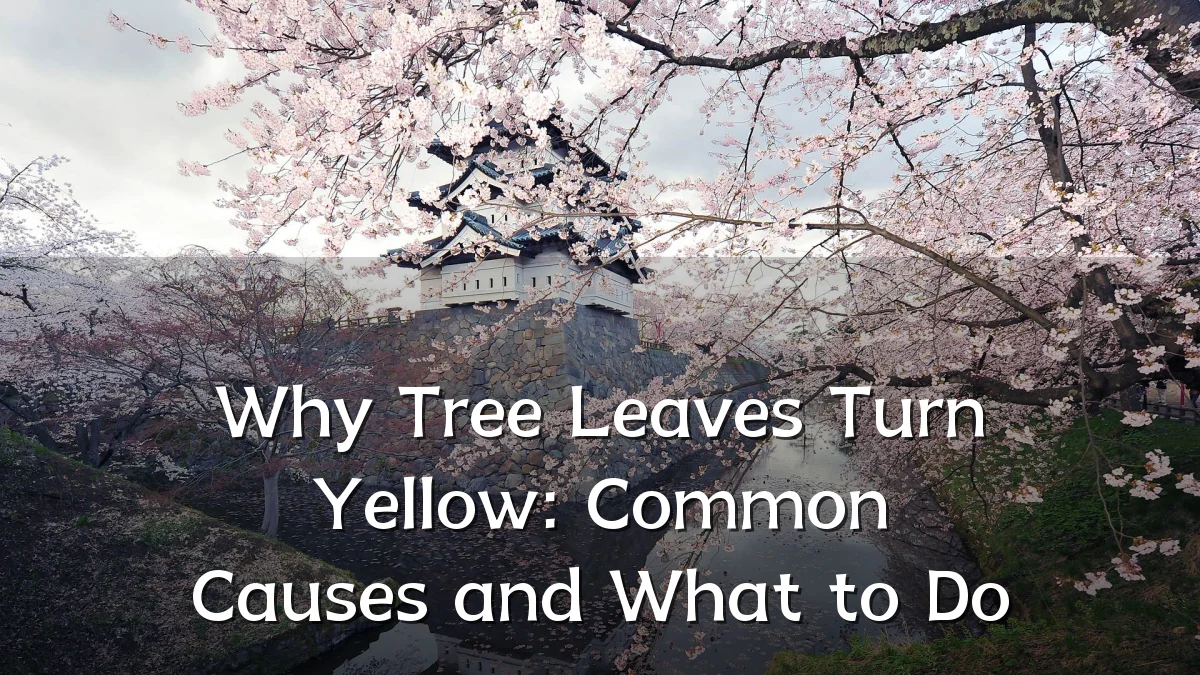Why Tree Leaves Turn Yellow: Common Causes and What to Do